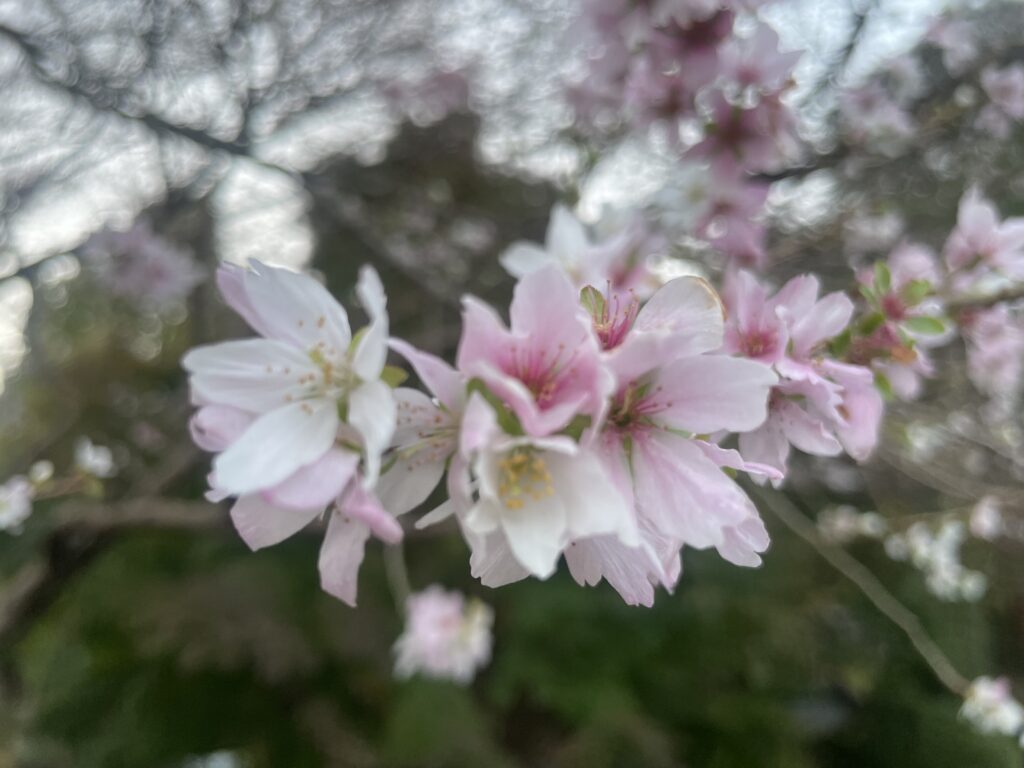 桜を見に！